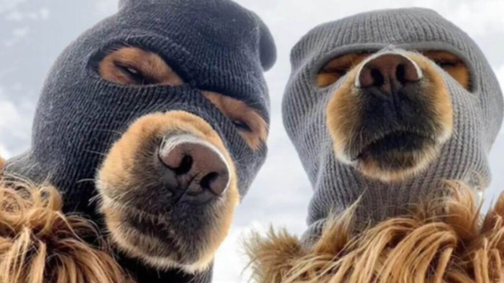 Ski Mask Dog Price 1 1.jpg